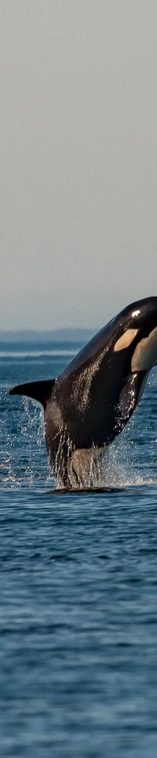 Lerne Wissenswertes über die grössten Säugetiere